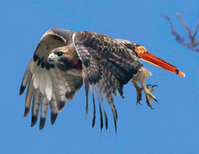 Castro, the red-tailed hawk, flies. (Photo by Dennis Edge)